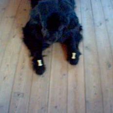 Newfoundlænder Balu