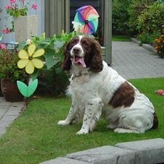 Engelsk springer spaniel hansi ( rico )