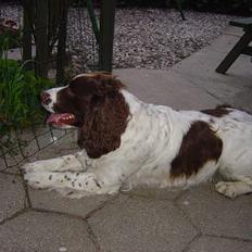 Engelsk springer spaniel hansi ( rico )
