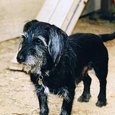 Blanding af racer King *død*