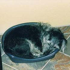 Blanding af racer King *død*