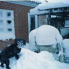 Blanding af racer King *død*