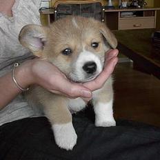 Welsh corgi pembroke Nicky