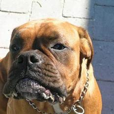 Boxer theatris/thea R.I.P.  :,(
