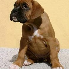 Boxer theatris/thea R.I.P.  :,(