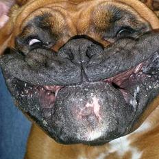 Boxer theatris/thea R.I.P.  :,(