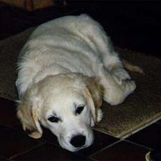 Golden retriever Asterix