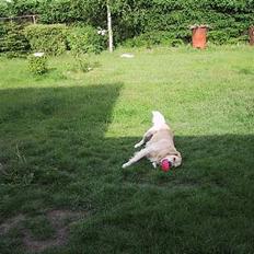 Golden retriever Asterix