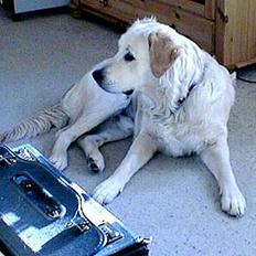 Golden retriever Asterix