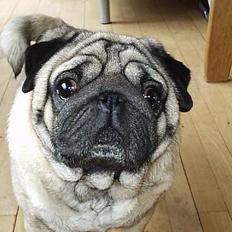 Mops Hannibal