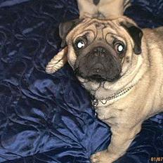 Mops Hannibal
