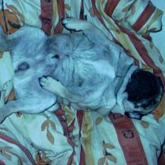 Mops Hannibal