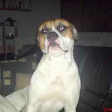 Amerikansk bulldog pablo escobar the bully