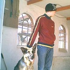 Schæferhund Ricko III