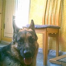 Schæferhund Ricko III