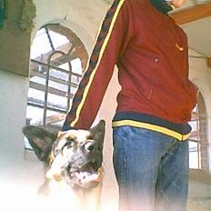 Schæferhund Ricko III