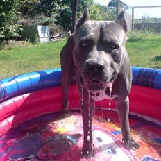 Amerikansk staffordshire terrier Bonzo *Himmelhund, den smukkeste af alle*