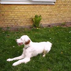 Engelsk setter Cheik