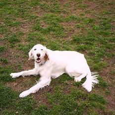 Engelsk setter Cheik