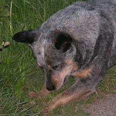Australsk cattledog Dinky
