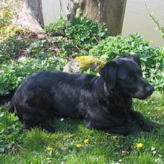 Labrador retriever Pepper