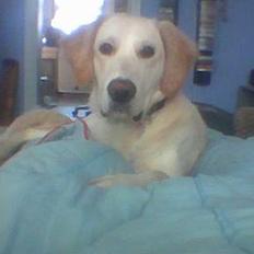 Golden retriever Chester