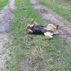 Australsk cattledog Gizmo