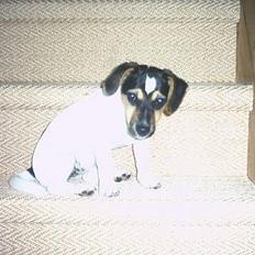 Jack russell terrier Gucci