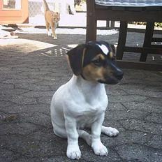 Jack russell terrier Gucci