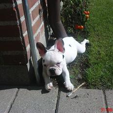 Fransk bulldog Malou