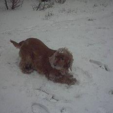 Cocker spaniel Mikkel - R.I.P