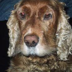 Cocker spaniel Mikkel - R.I.P