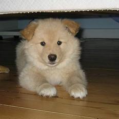 Finsk lapphund Kuopio Lucas (Himmelhund)