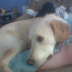 Golden retriever Chester