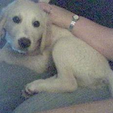 Golden retriever Chester