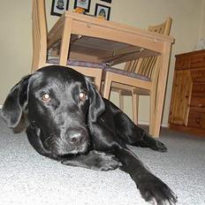 Labrador retriever Dundee