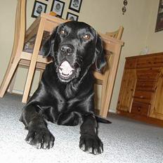 Labrador retriever Dundee