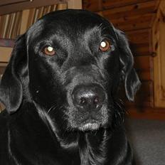 Labrador retriever Dundee