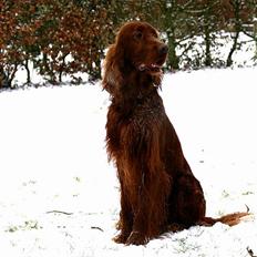 Irsk setter Apollo - vores engel