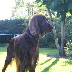 Irsk setter Apollo - vores engel