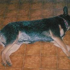 Australsk cattledog Gizmo