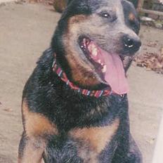 Australsk cattledog Gizmo