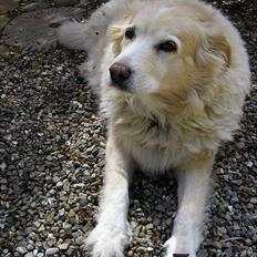 Siberian husky / labrador Luna