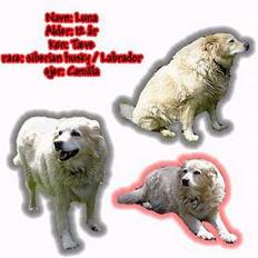 Siberian husky / labrador Luna