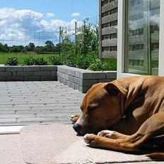 Amerikansk staffordshire terrier Victor