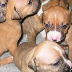 Amerikansk staffordshire terrier Victor