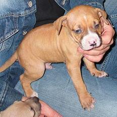 Amerikansk staffordshire terrier Victor