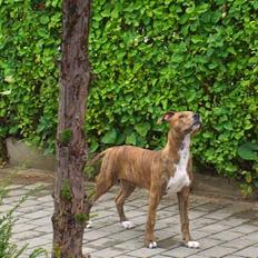 Amerikansk staffordshire terrier Chico