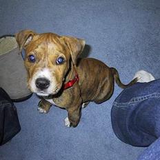 Amerikansk staffordshire terrier Chico