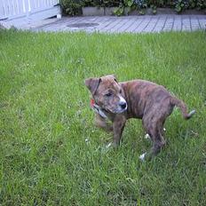 Amerikansk staffordshire terrier Chico